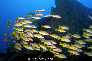 School of blue stripe snapper on the ship wreck "Mahi". by Stuart Ganz 
